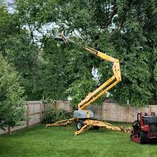 Best Tree Removal  in Demarest, NJ