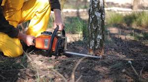 Best Hazardous Tree Removal  in Demarest, NJ