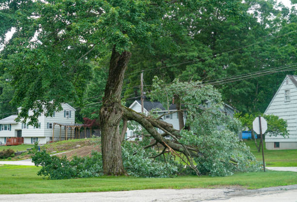 How Our Tree Care Process Works  in  Demarest, NJ